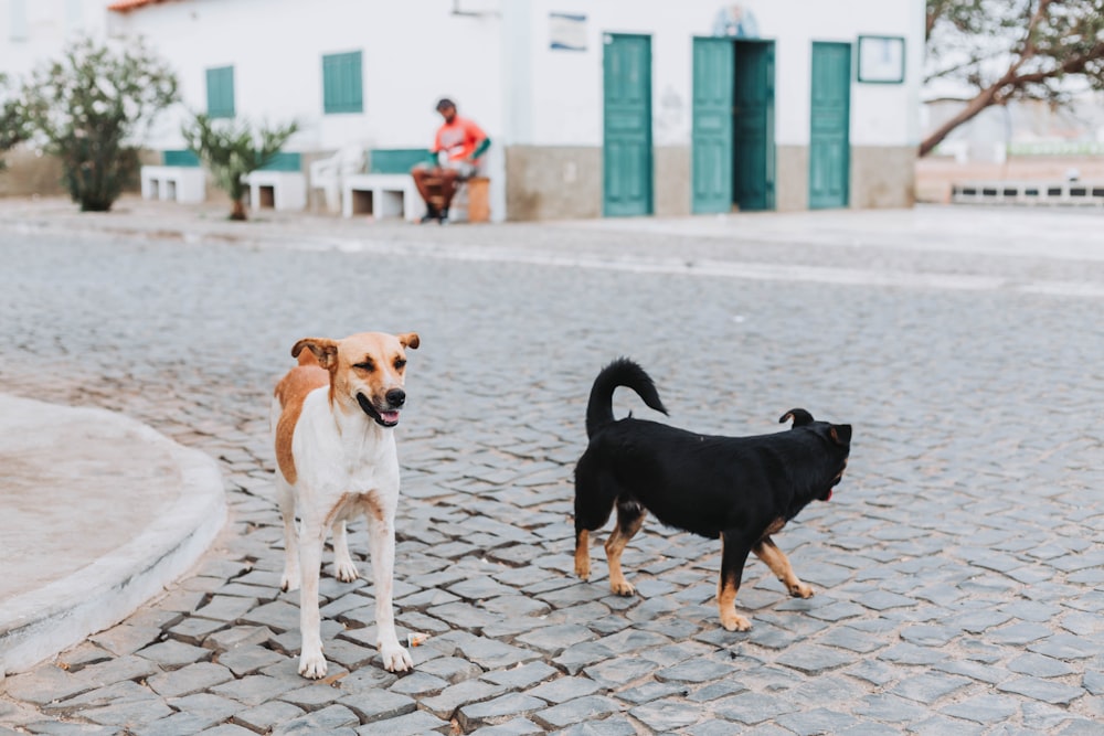 a couple of dogs standing on top of a cobblestone road