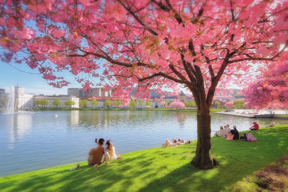 a group of people sitting under a tree next to a lake