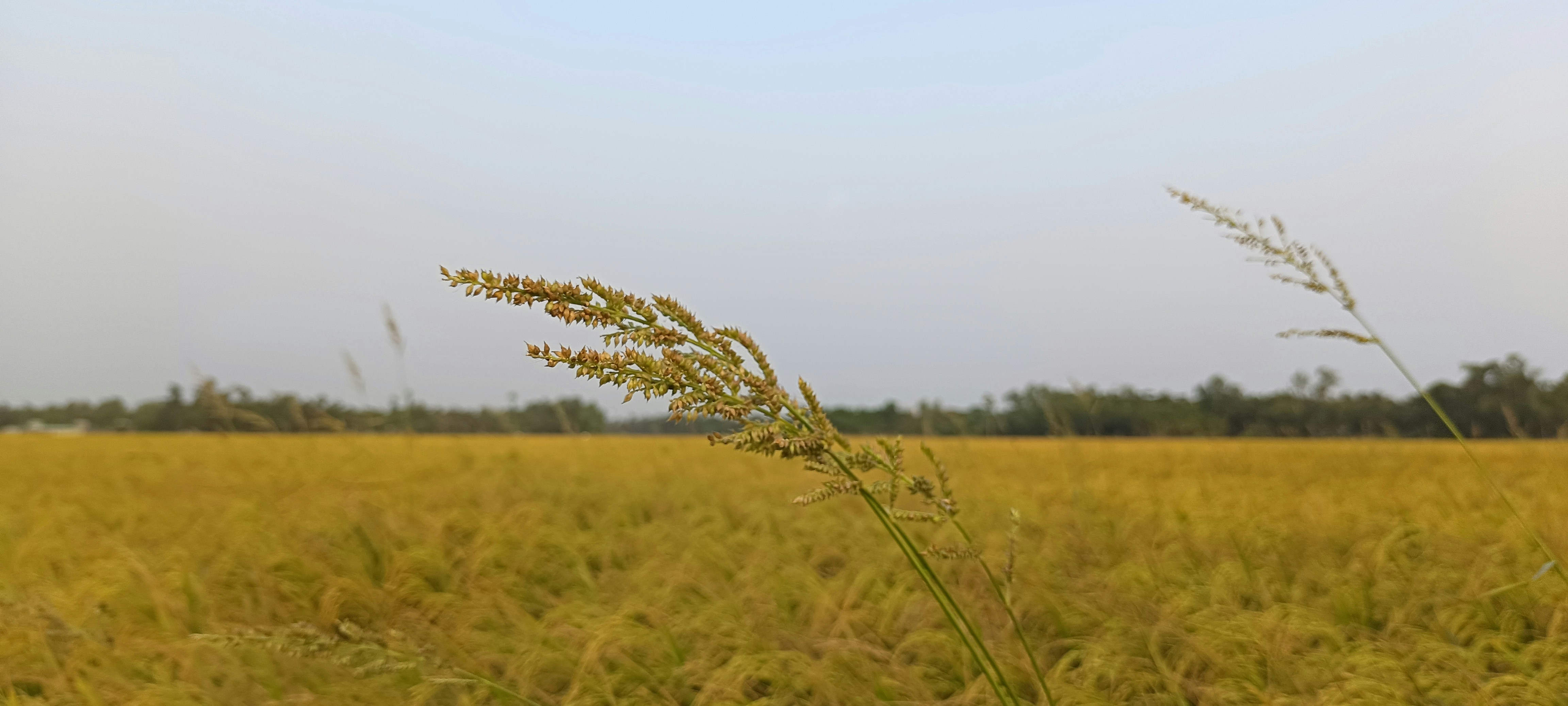 a field of tall grass with trees in the background