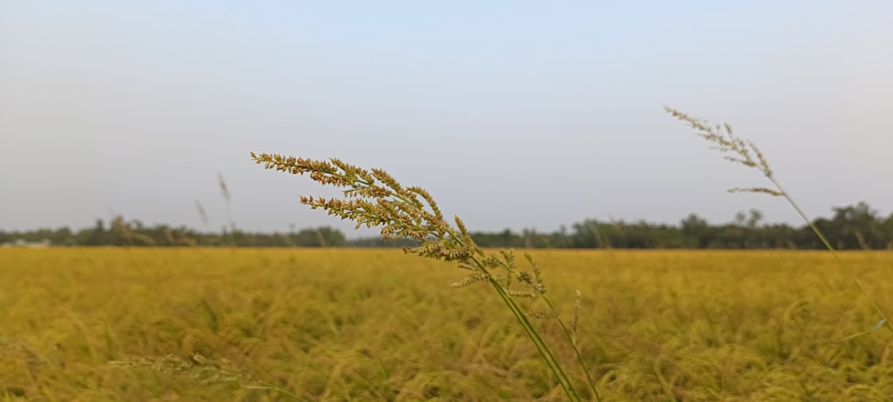 a field of tall grass with trees in the background