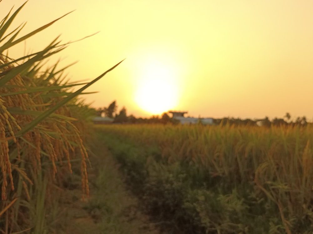 the sun is setting over a field of crops