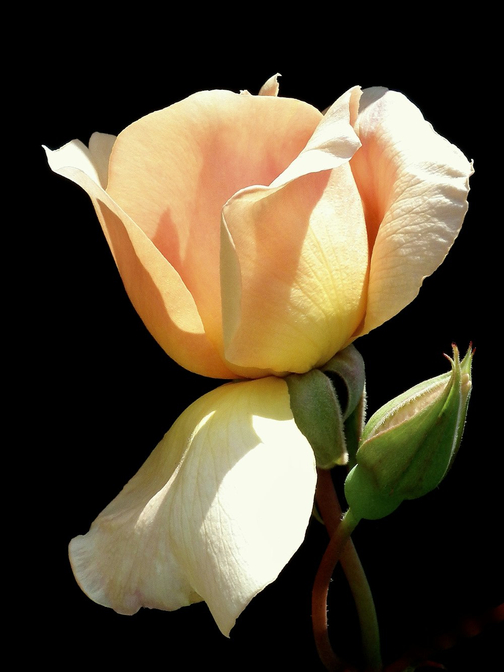 a single white rose with a black background