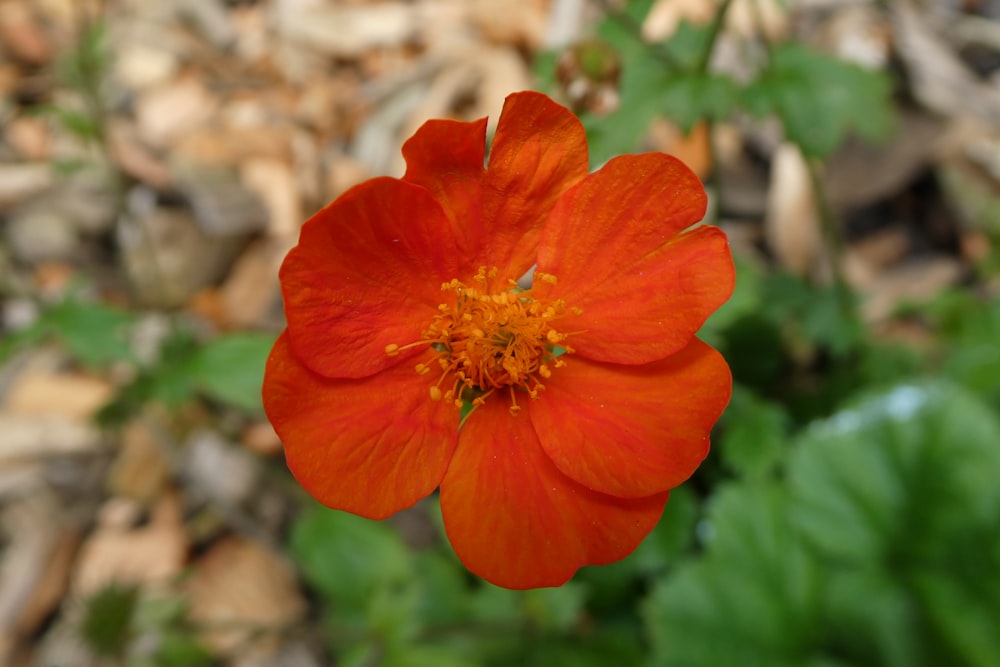 a close up of an orange flower with leaves in the background