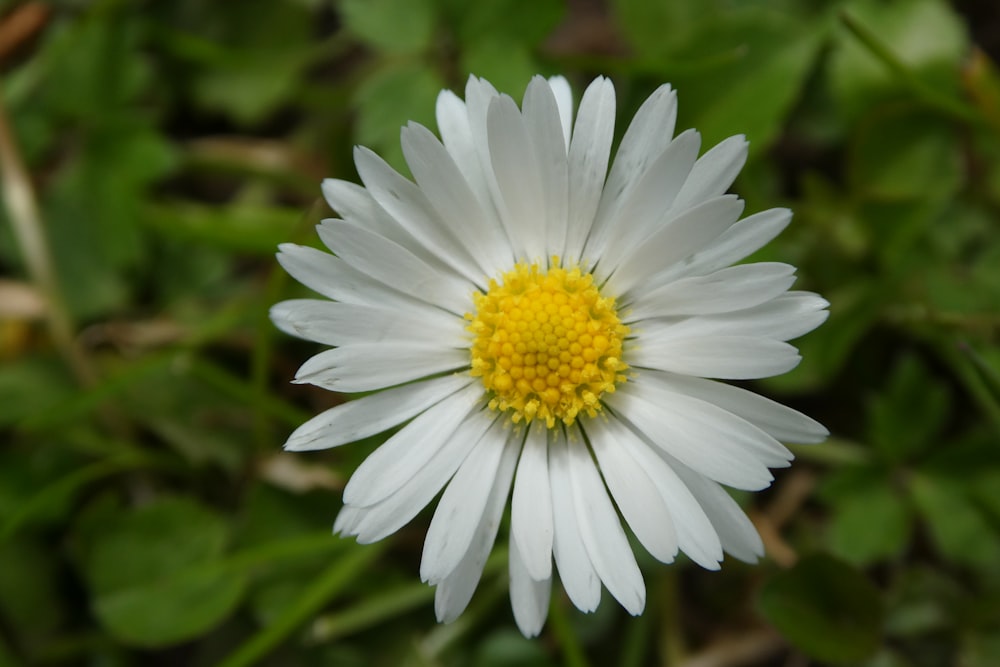 a close up of a white flower with a yellow center
