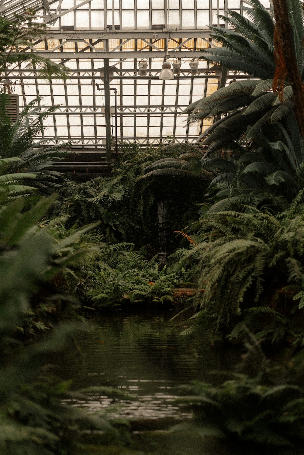 a pond surrounded by trees and plants in a greenhouse