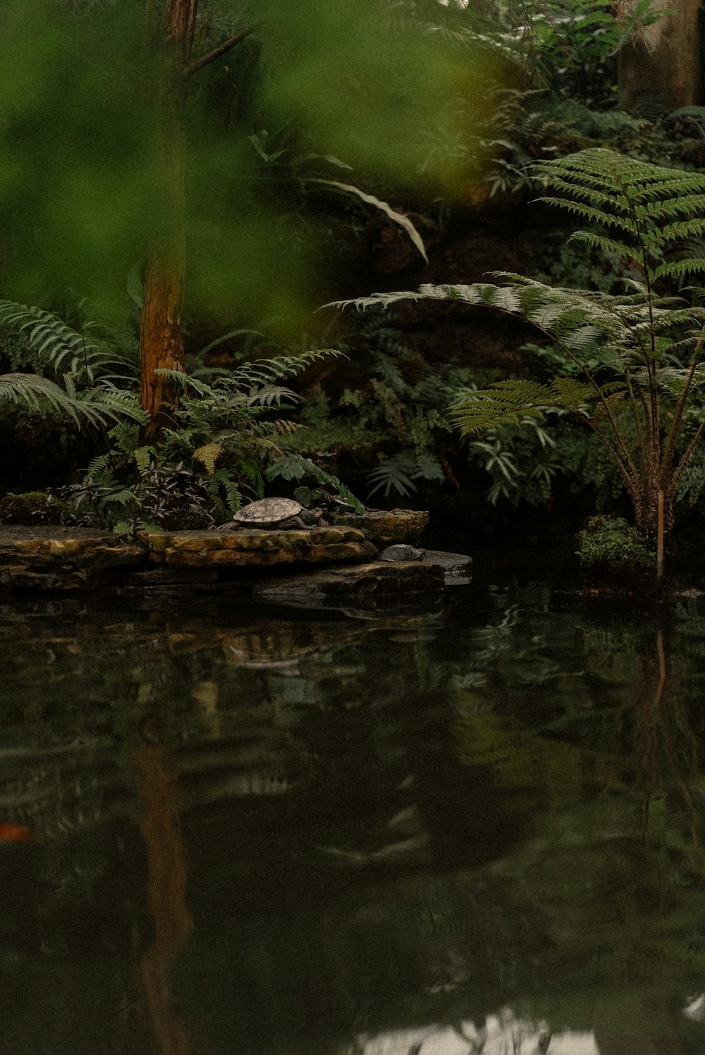 a small pond surrounded by trees and plants