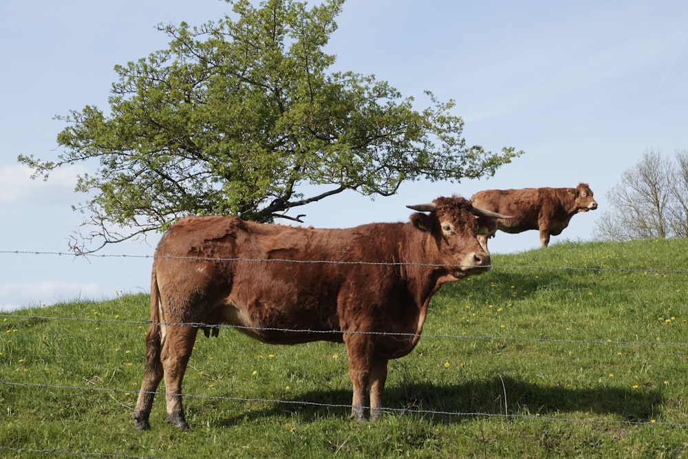 a couple of cows standing on top of a lush green field