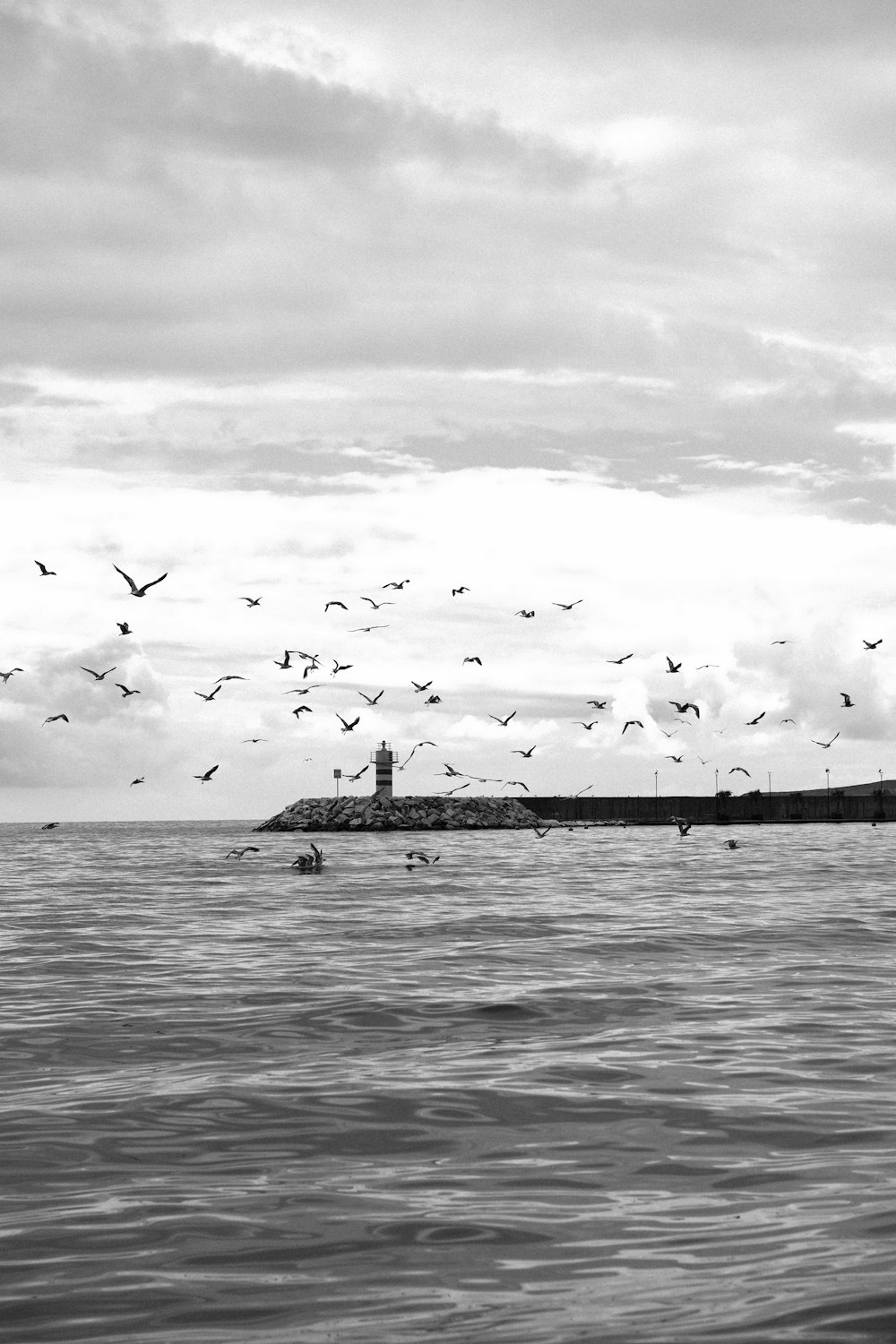 a flock of birds flying over a body of water