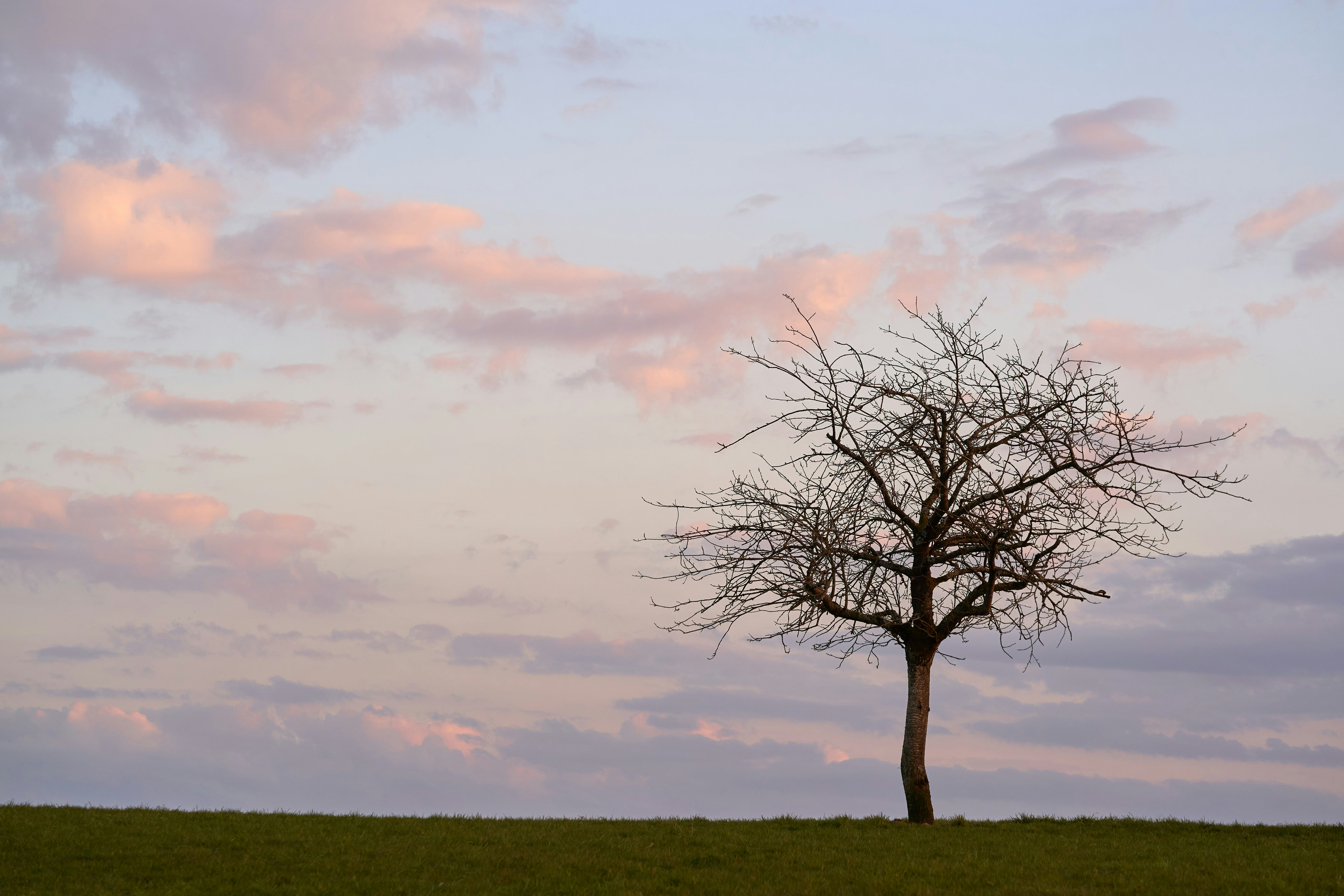 Photo by wolfgang_hasselmann