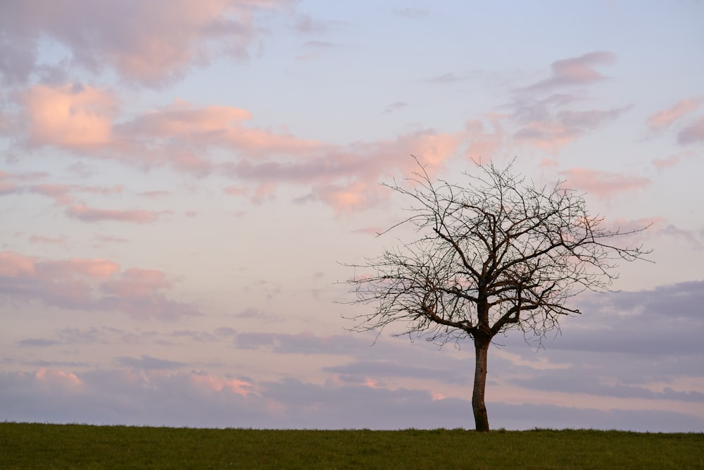 a lone tree in a grassy field under a cloudy sky