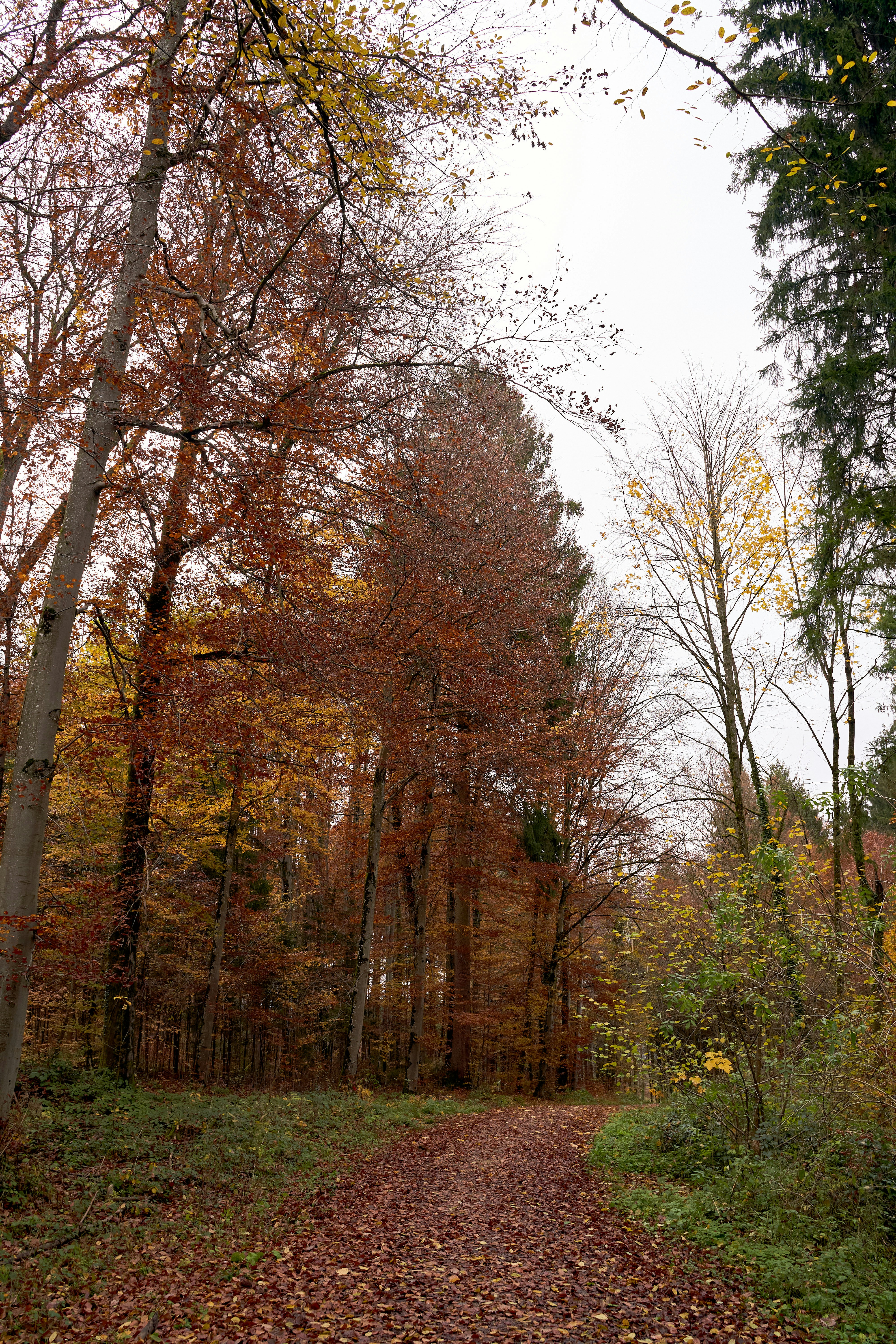 Photo by wolfgang_hasselmann