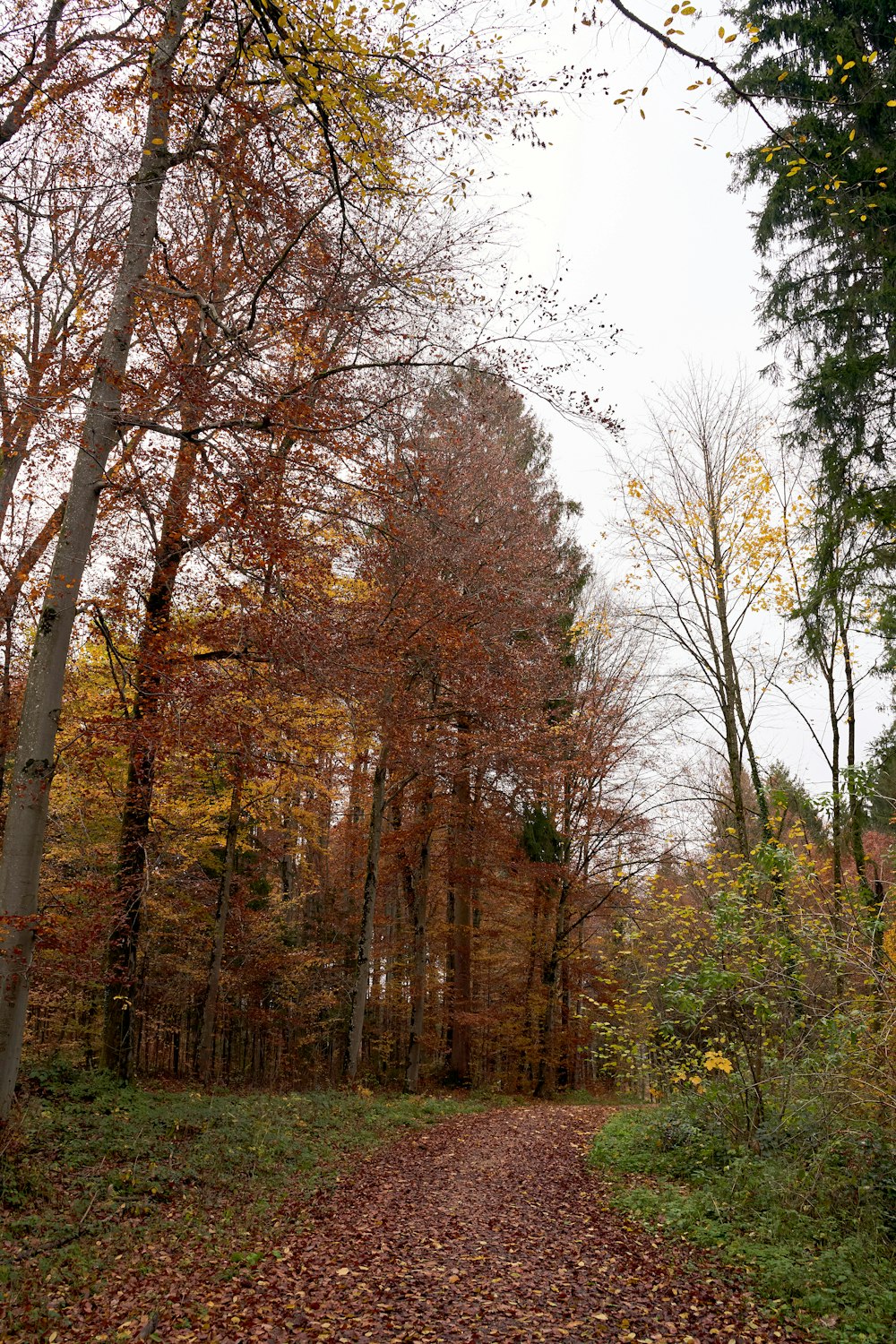 a dirt road in the middle of a forest