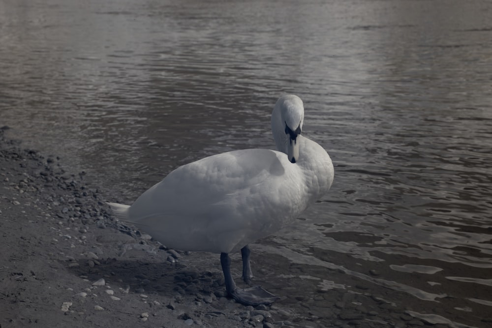 a white bird standing on top of a body of water