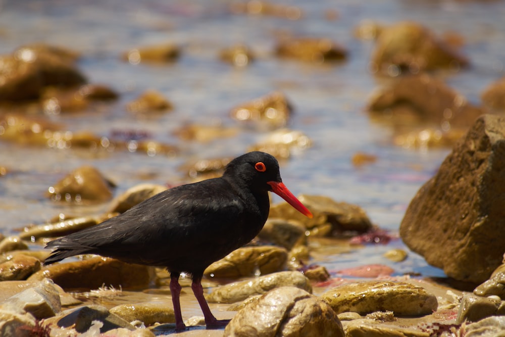 a black bird with a red beak standing on rocks