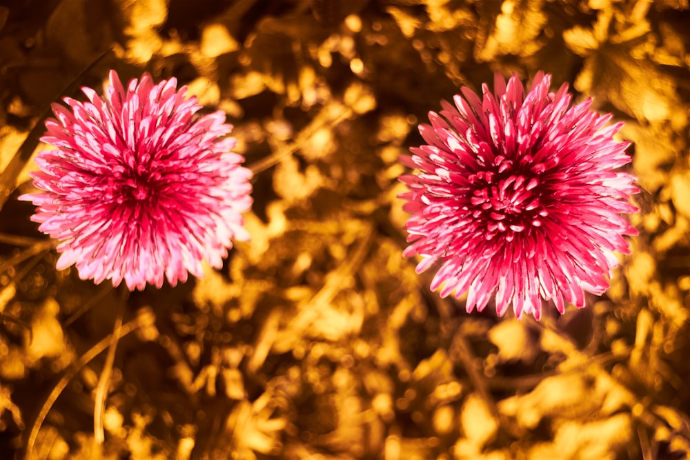 a close up of two pink flowers near one another