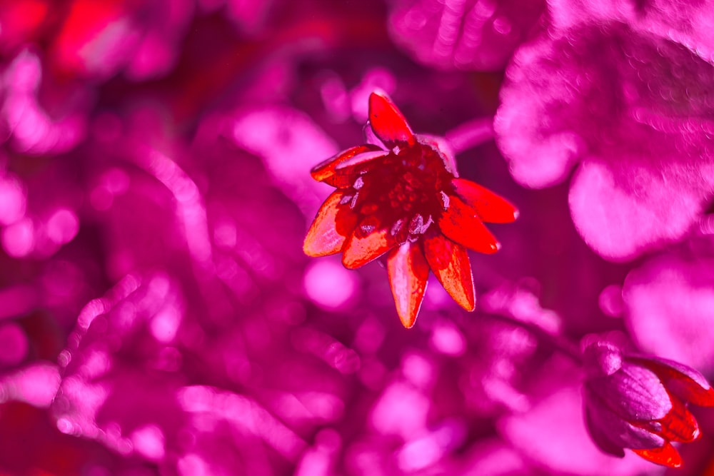 a close up of a red flower in a field