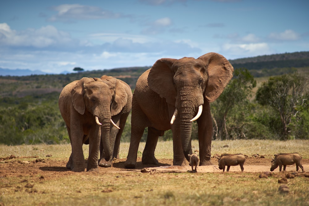 una manada de elefantes de pie en lo alto de un campo cubierto de hierba
