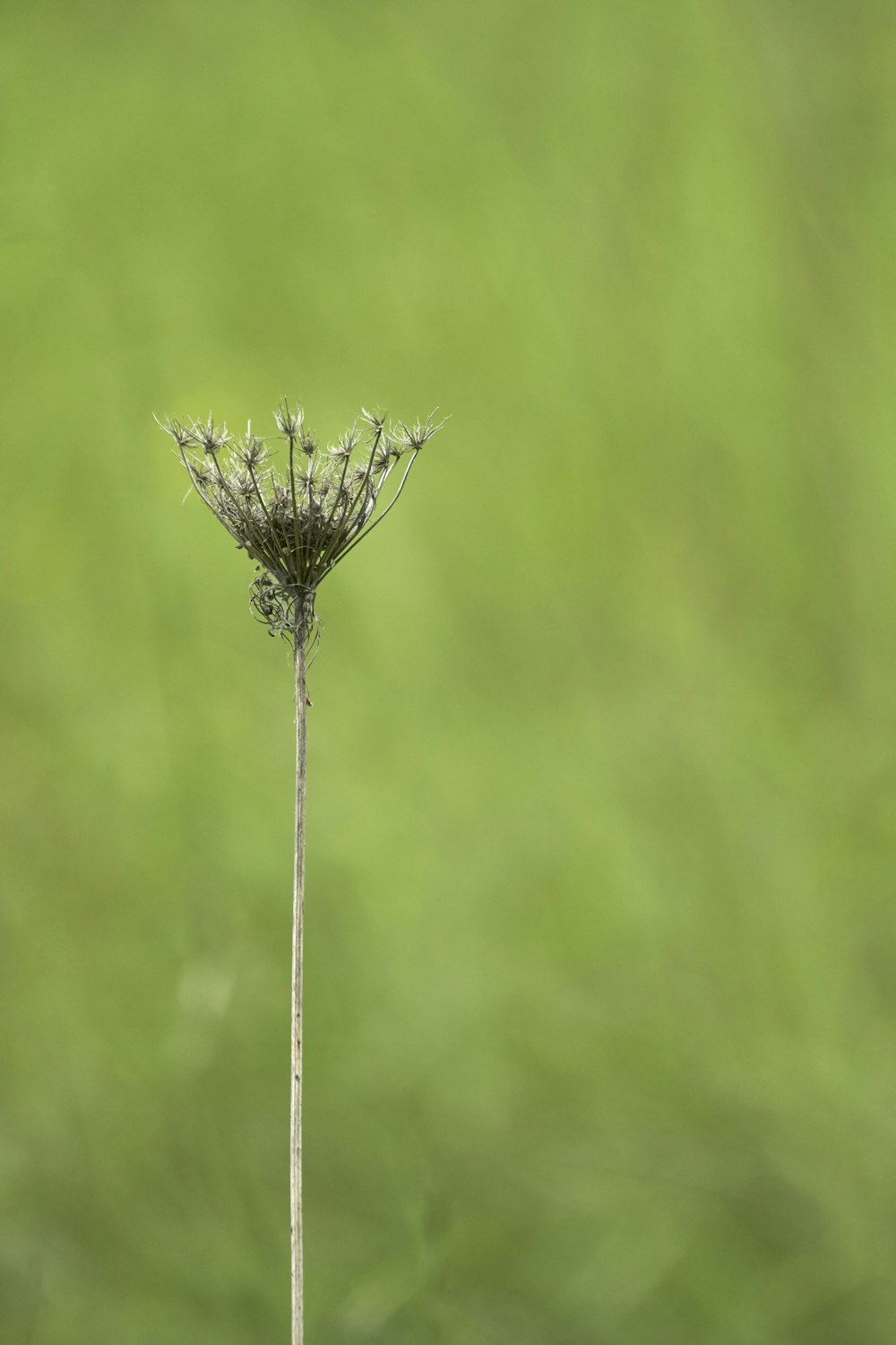 a single flower is shown in front of a blurry background