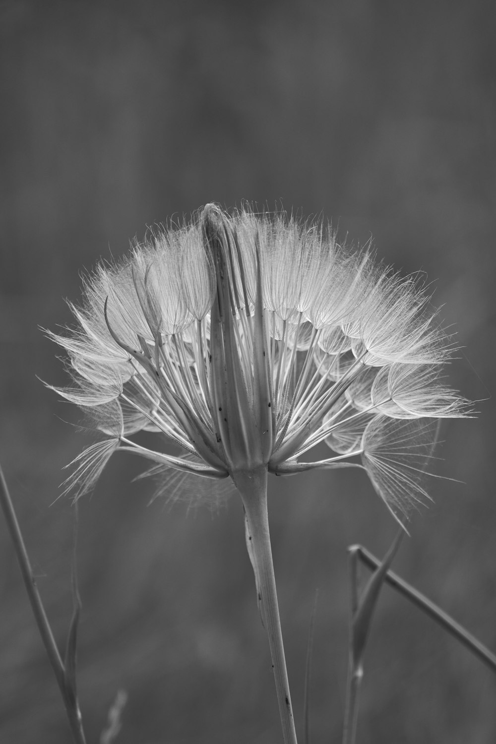 a black and white photo of a dandelion