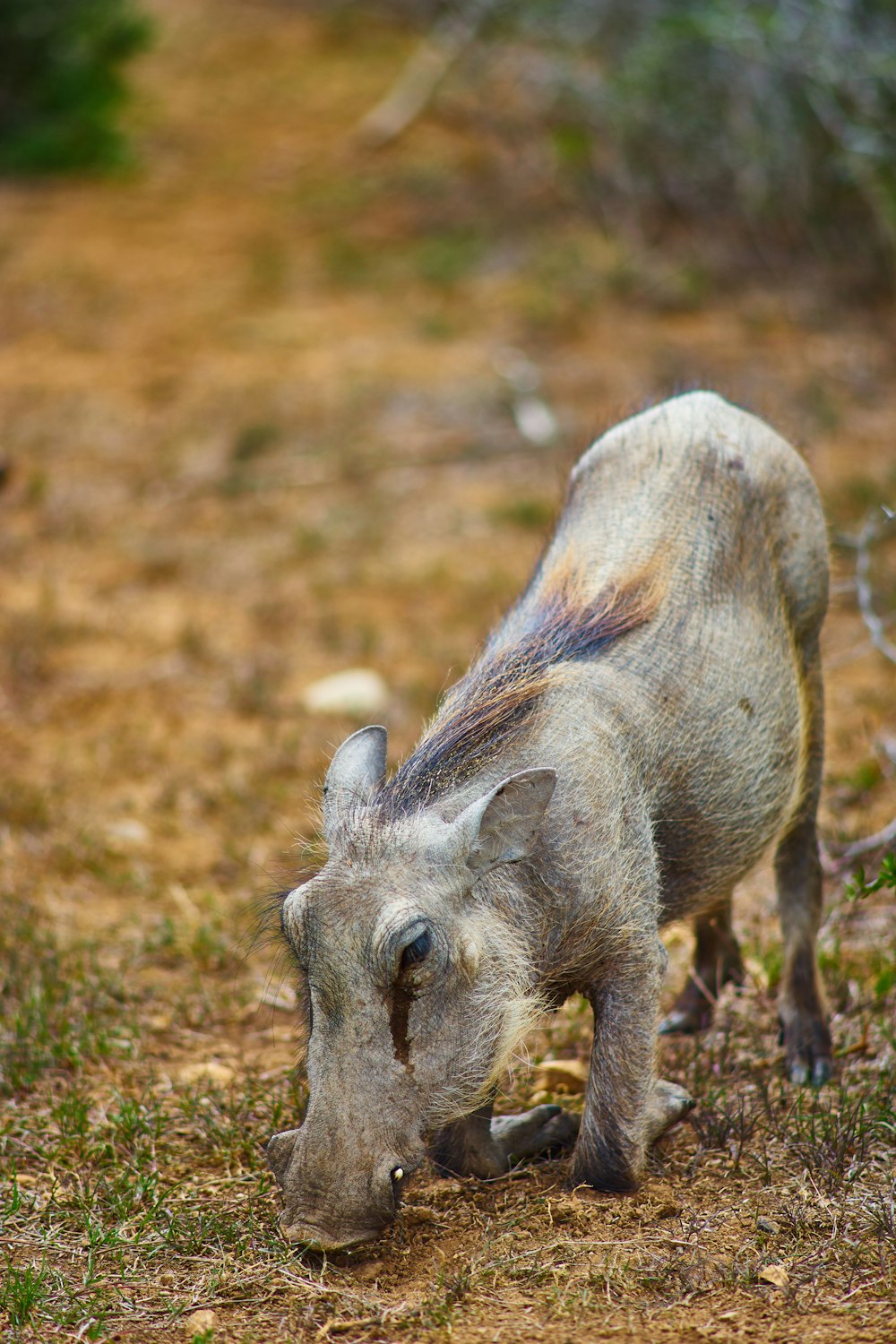 a warthog is standing in the grass