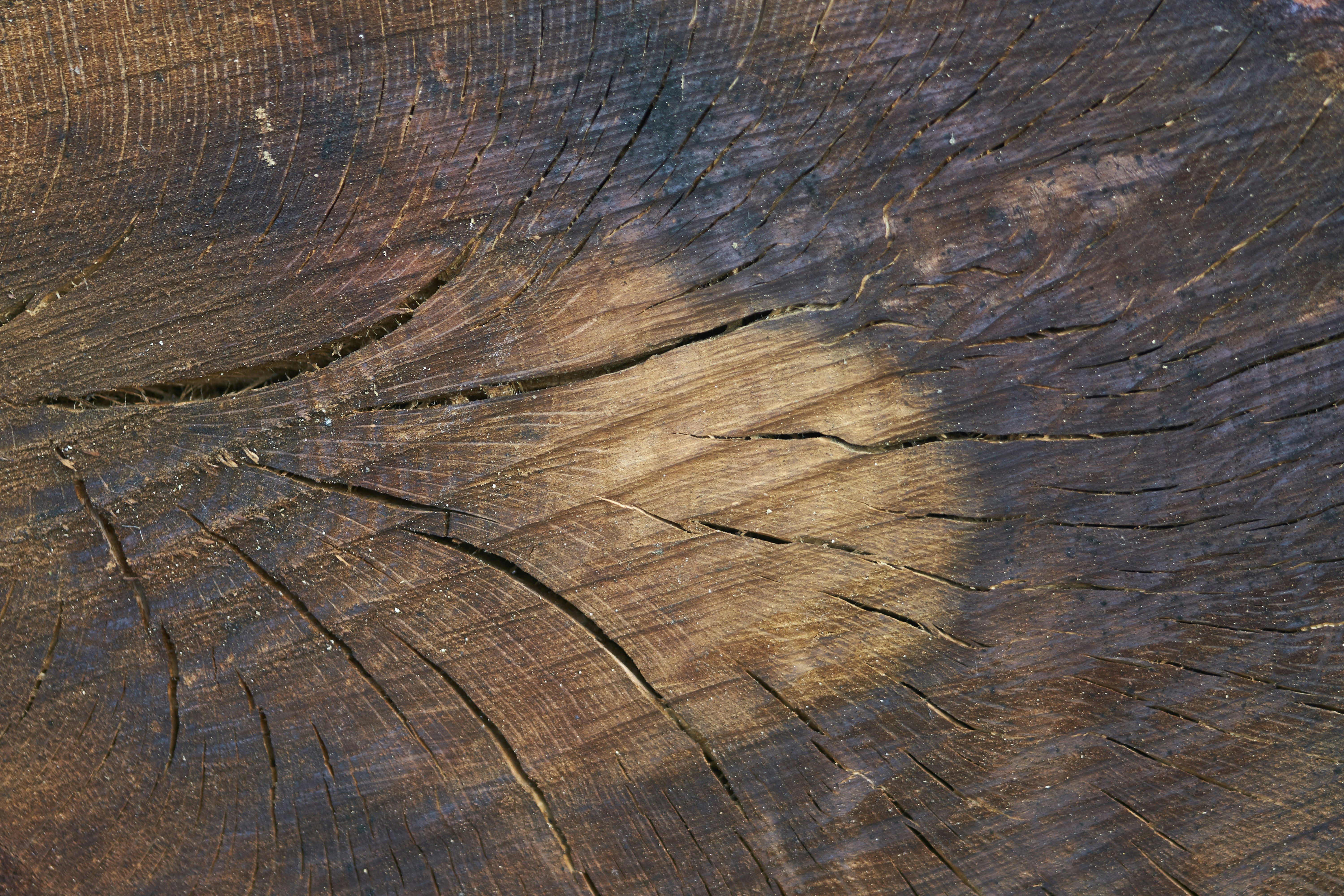 Photo by wolfgang_hasselmann