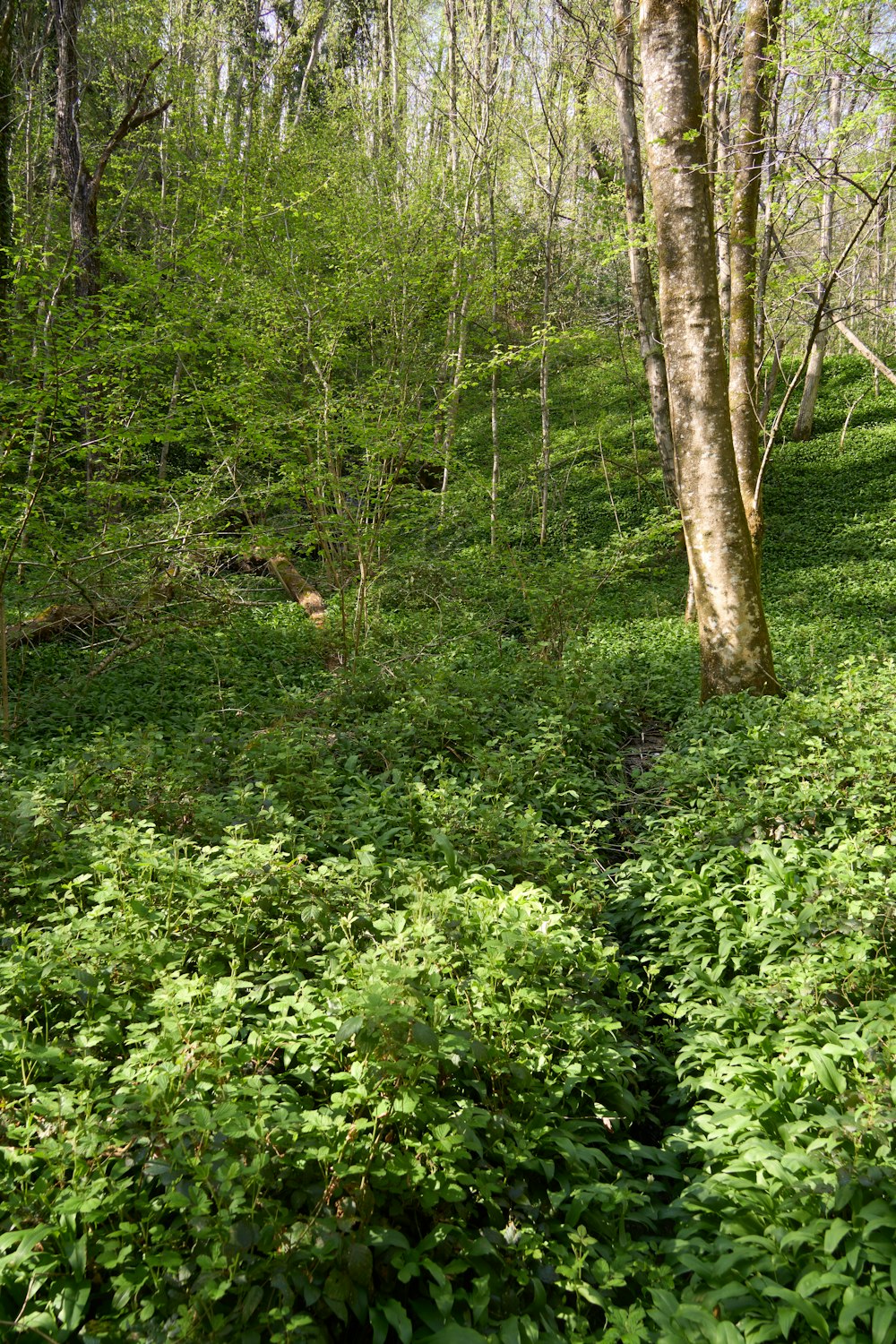 a lush green forest filled with lots of trees