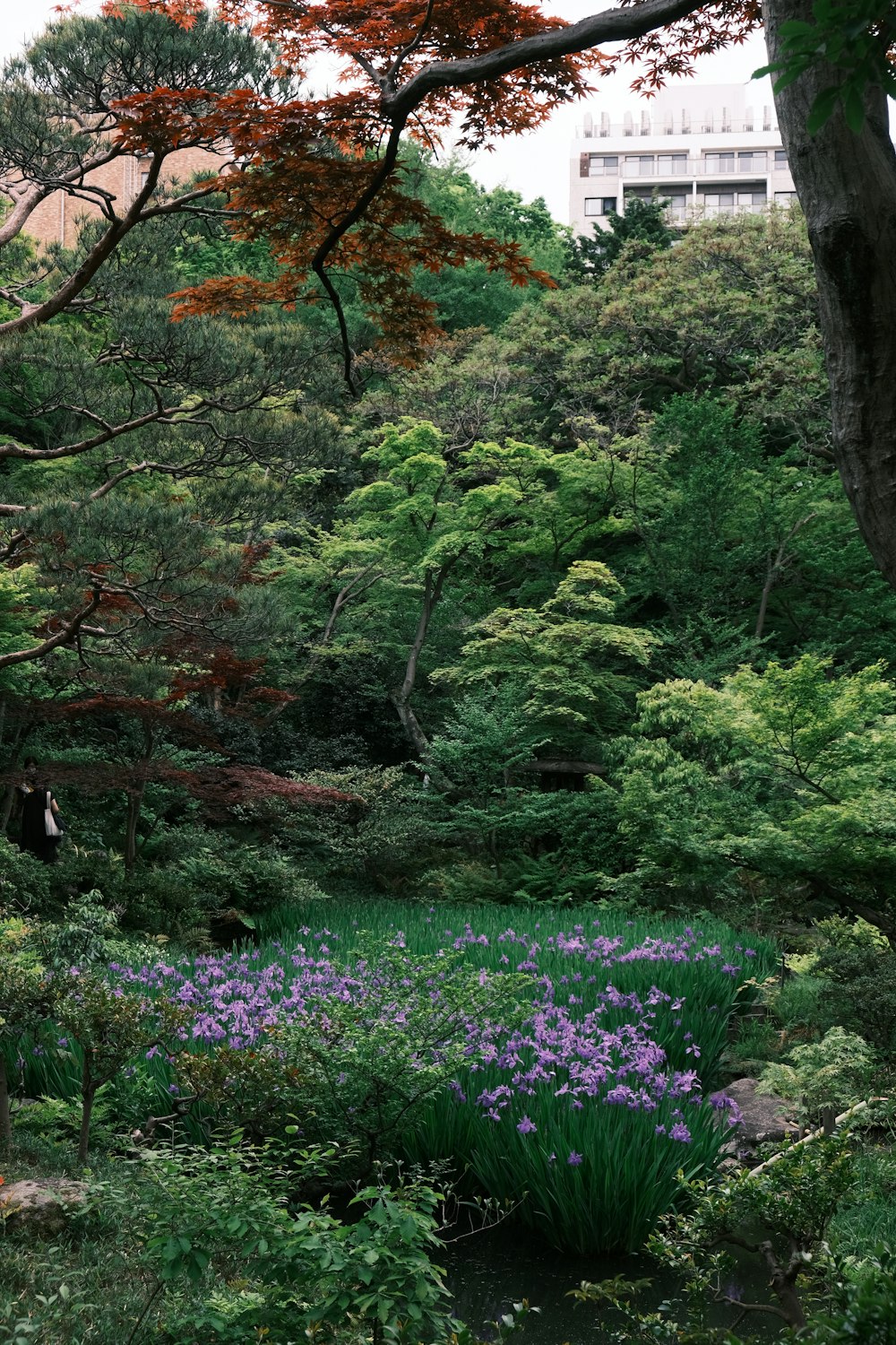 Un frondoso bosque verde lleno de muchas flores moradas