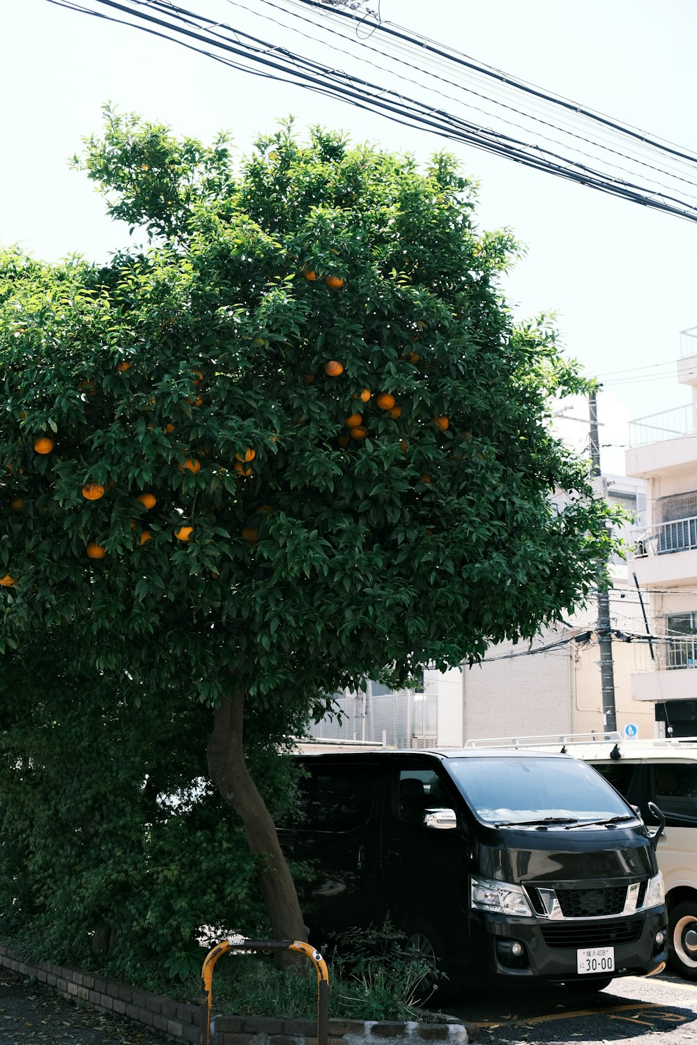 an orange tree with oranges growing on it