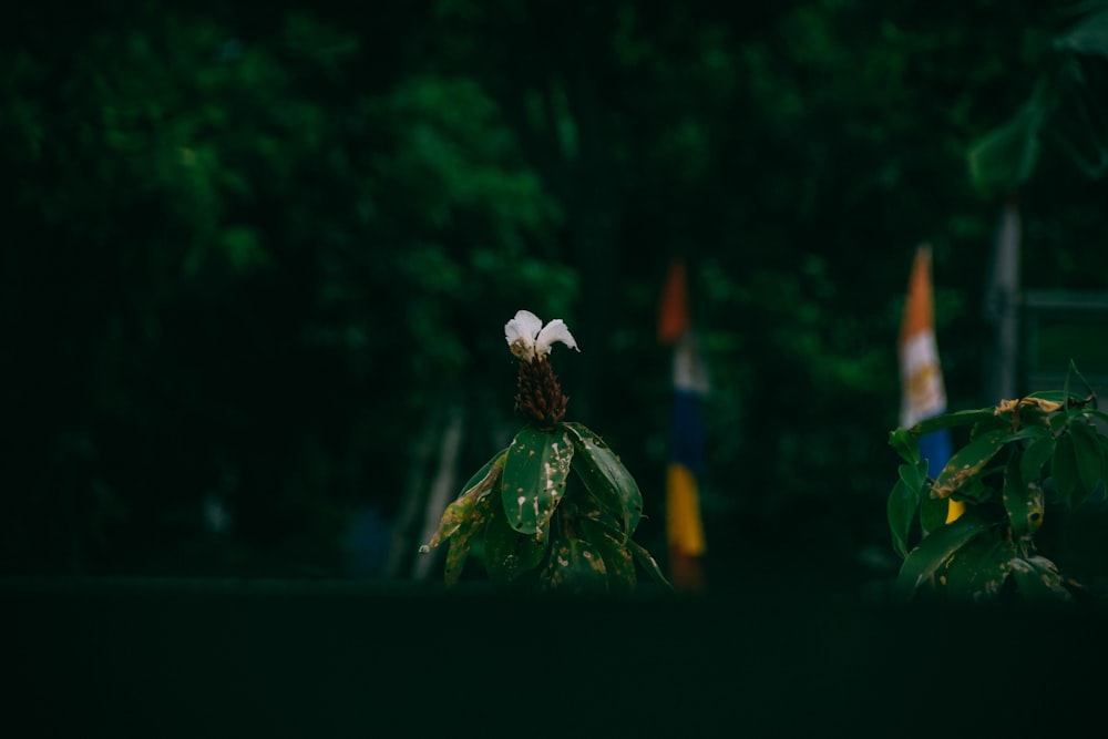 a small white flower sitting on top of a green plant