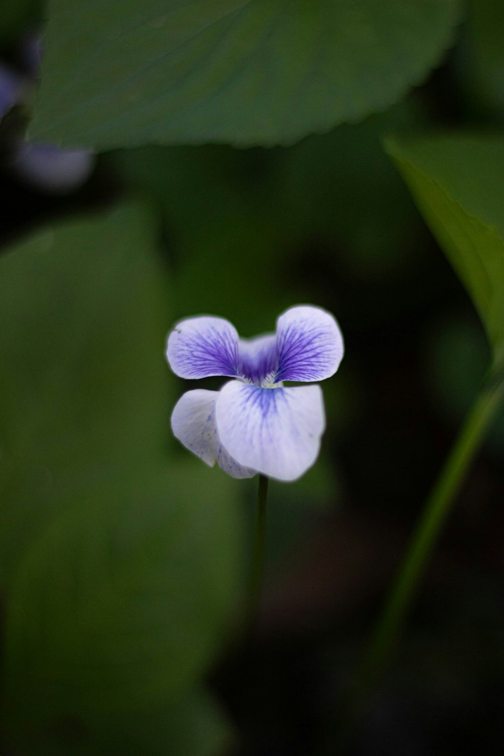 a blue and white flower sitting on top of a green leaf