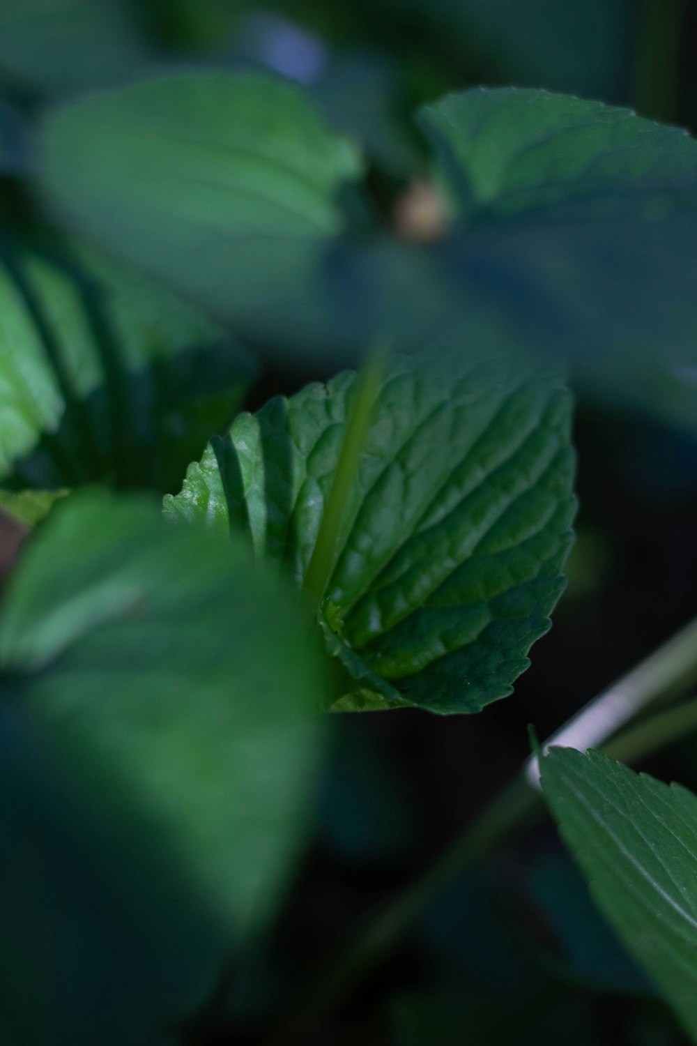 a close up of a green leaf on a plant