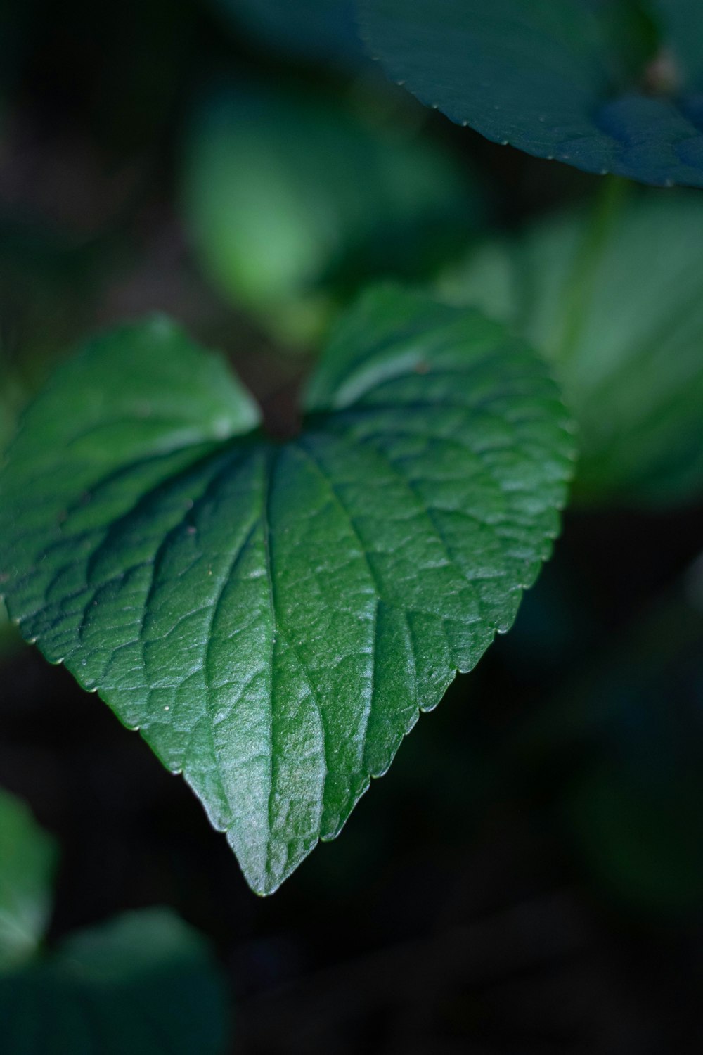 a close up of a green leaf on a plant