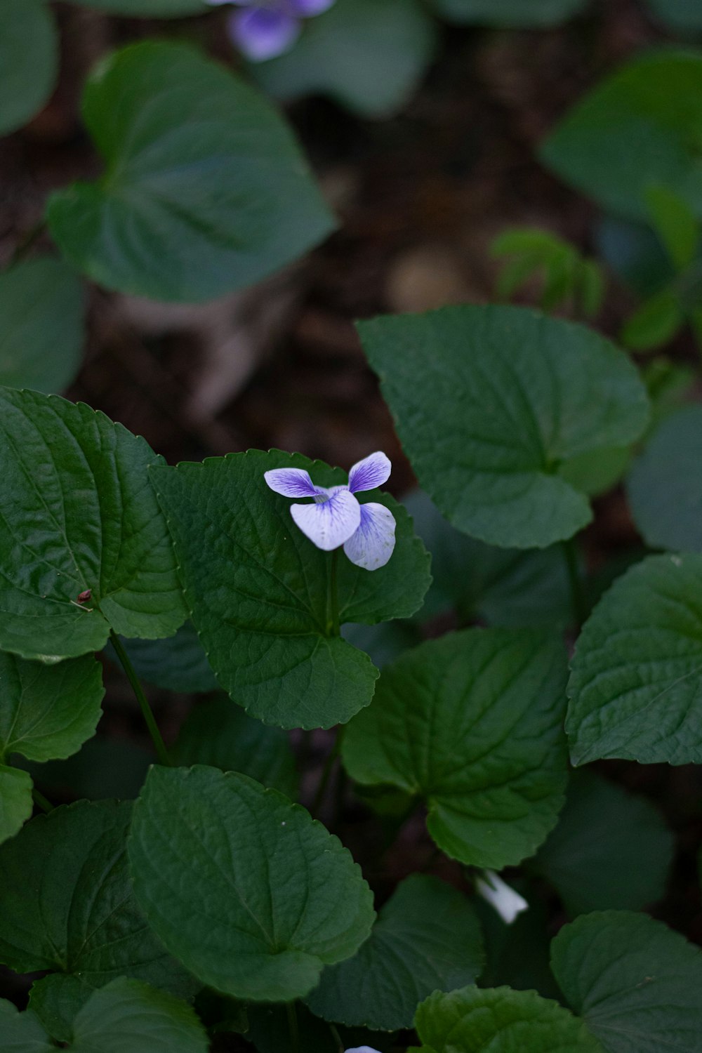 a close up of a flower on a plant