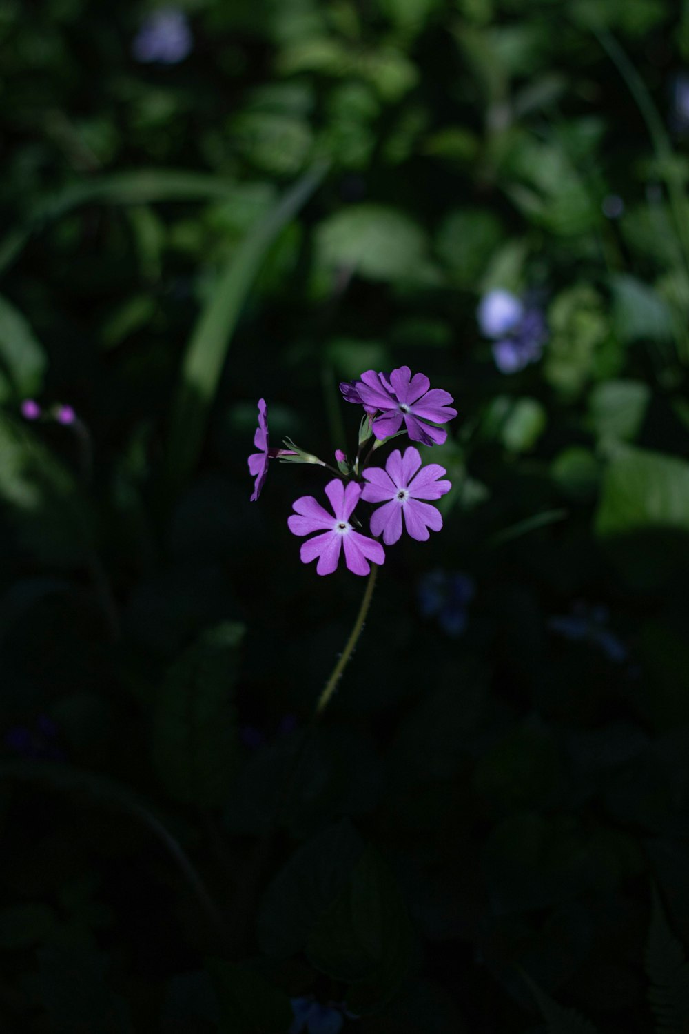 a small purple flower sitting in the middle of a forest