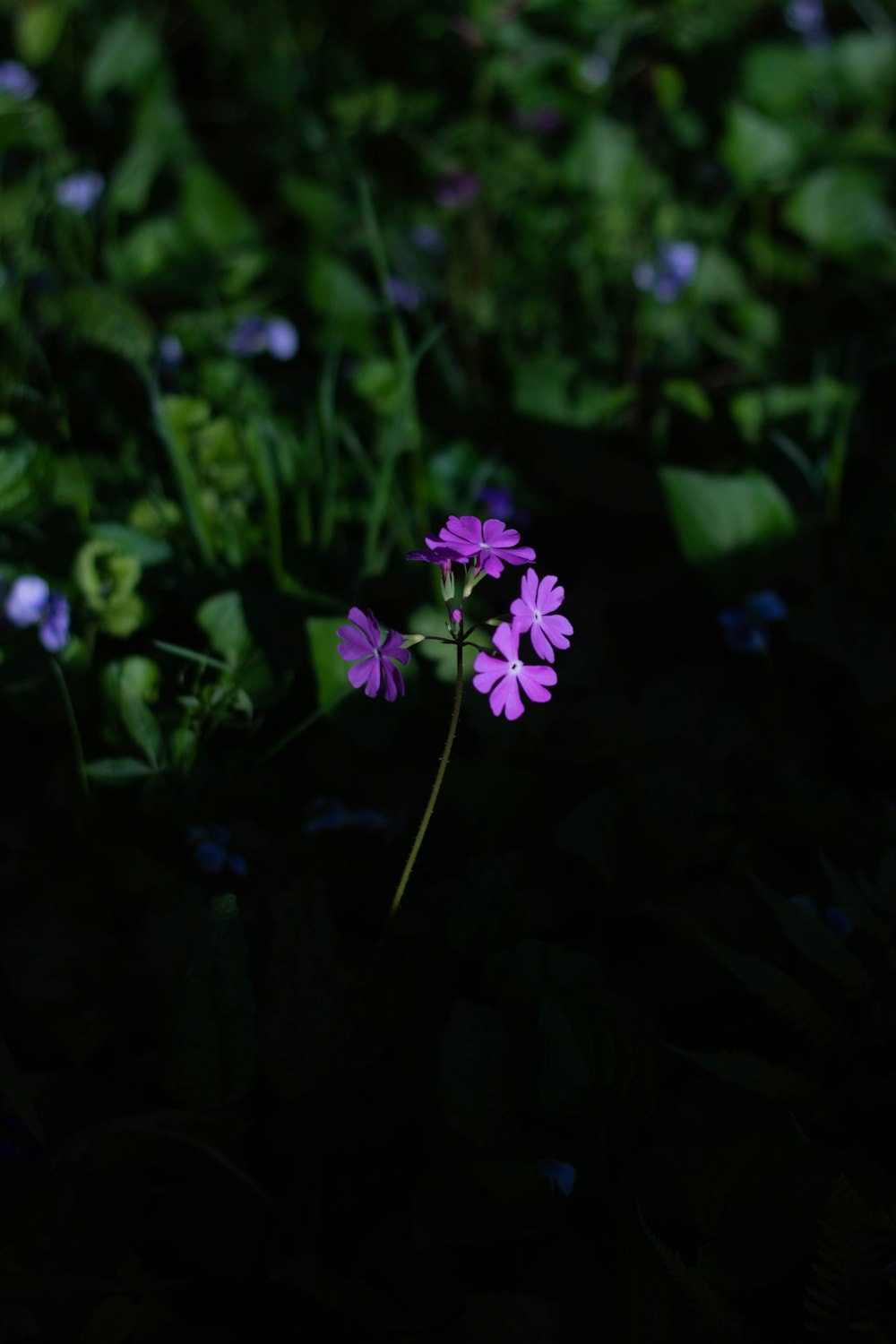 un singolo fiore viola in mezzo a un campo