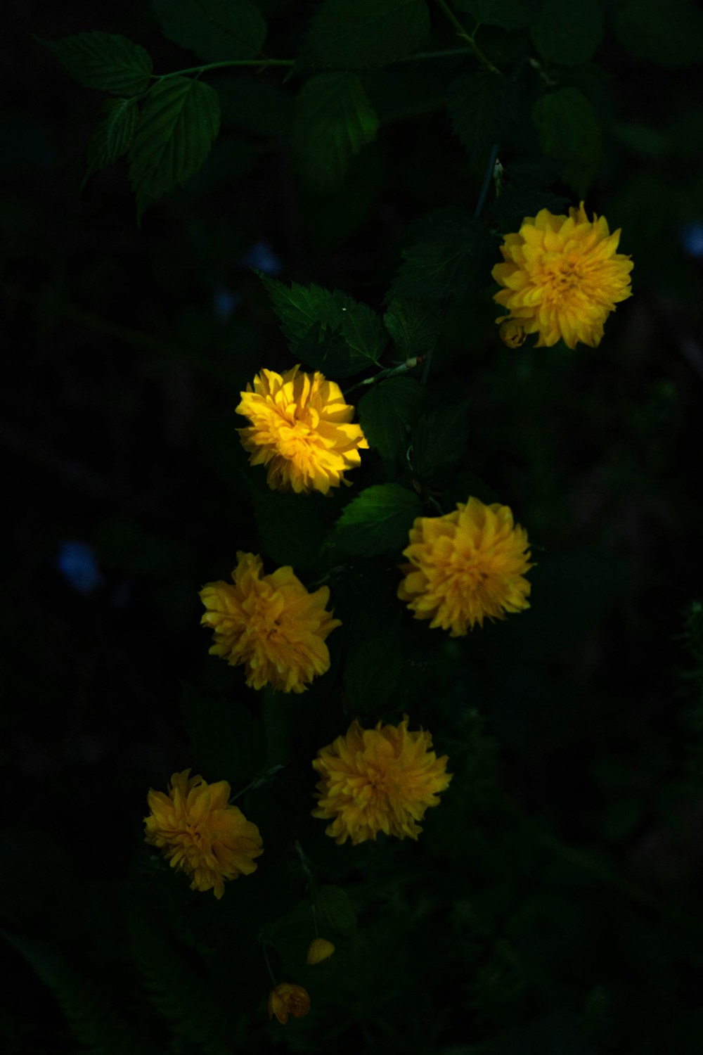 a bunch of yellow flowers in the dark