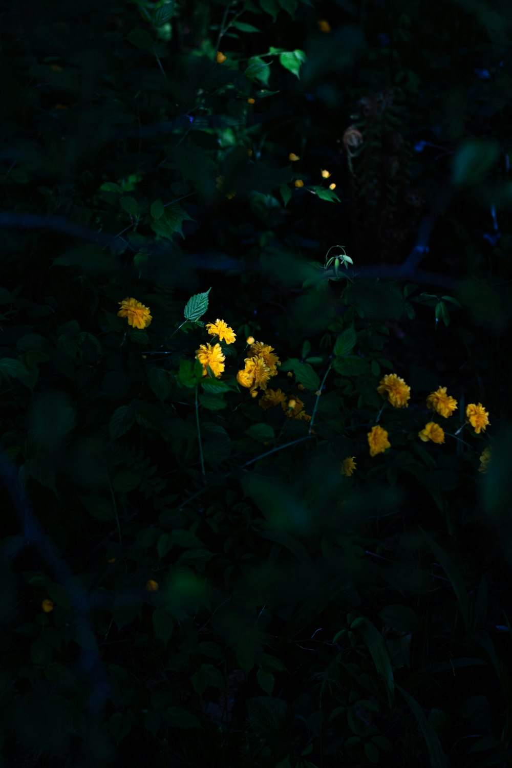 a bunch of yellow flowers that are in the dark