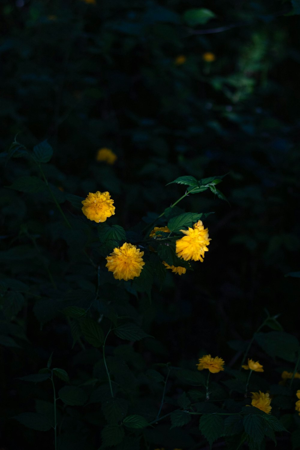 a bunch of yellow flowers that are in the dark