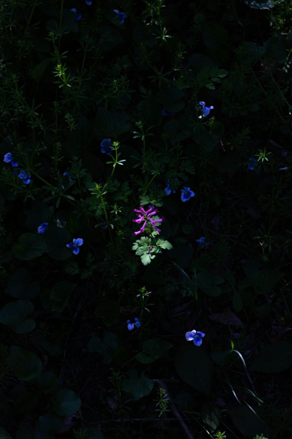 a bunch of flowers that are in the grass