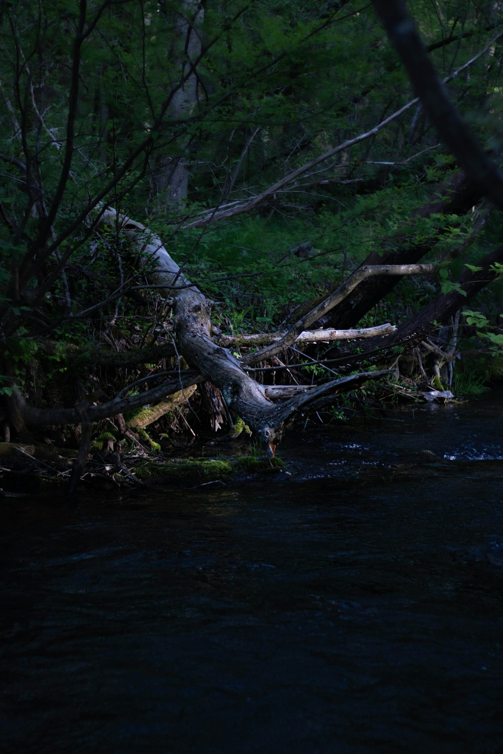 a river running through a lush green forest