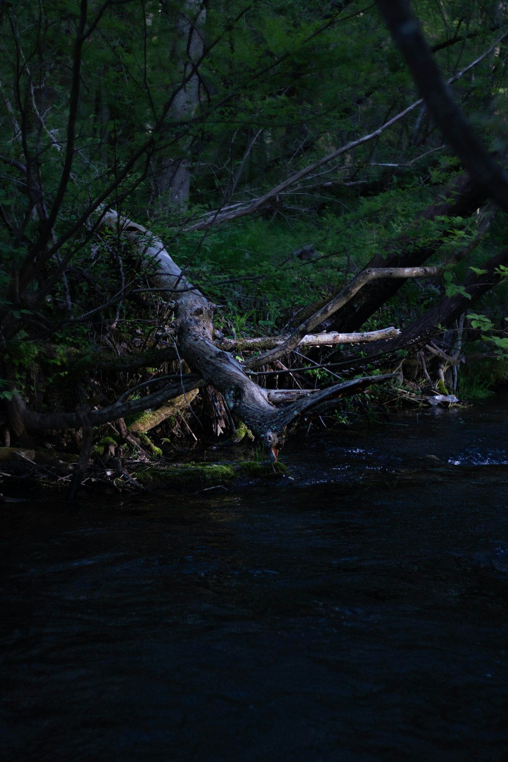 une rivière qui coule à travers une forêt verdoyante