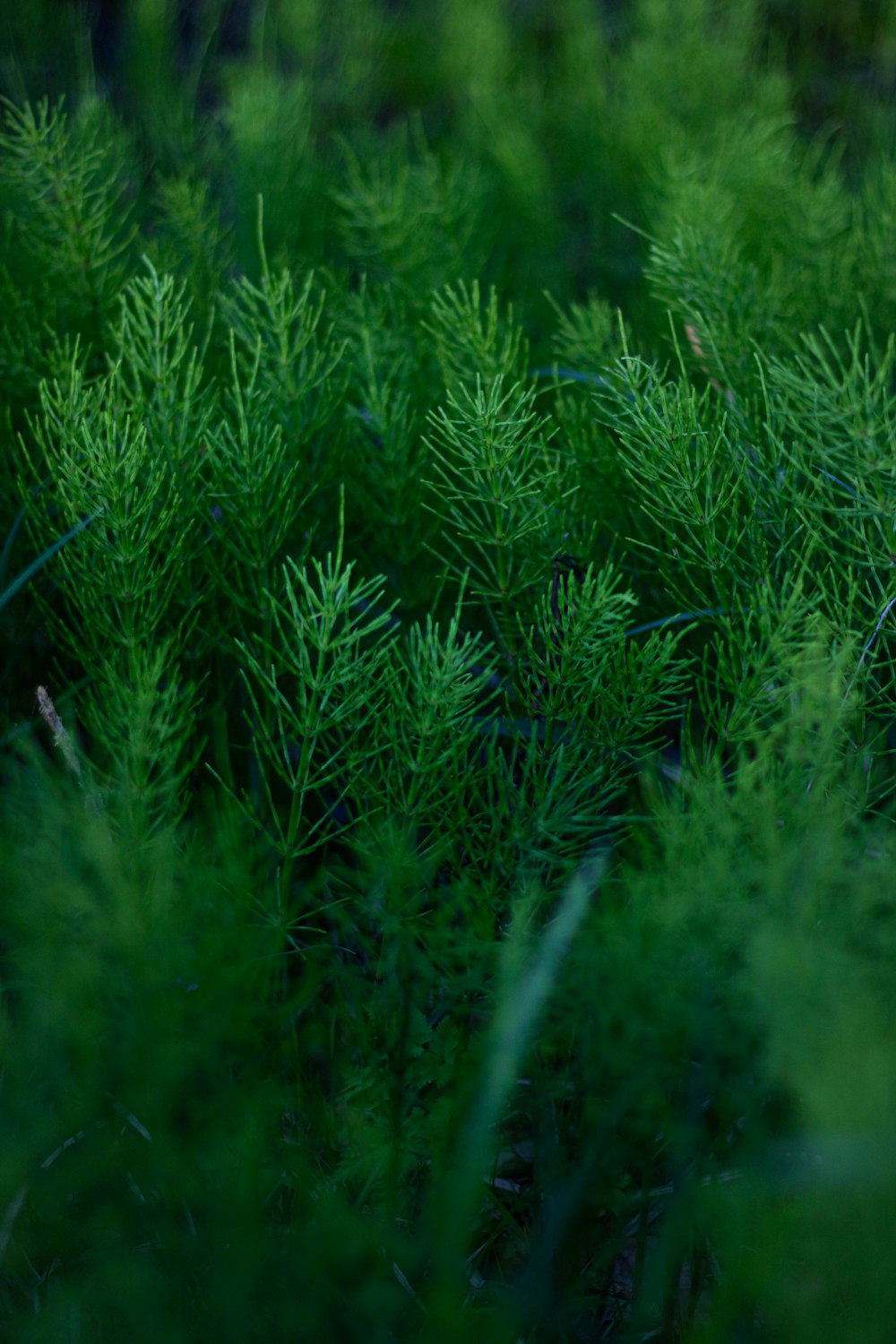 a close up of a bunch of green plants