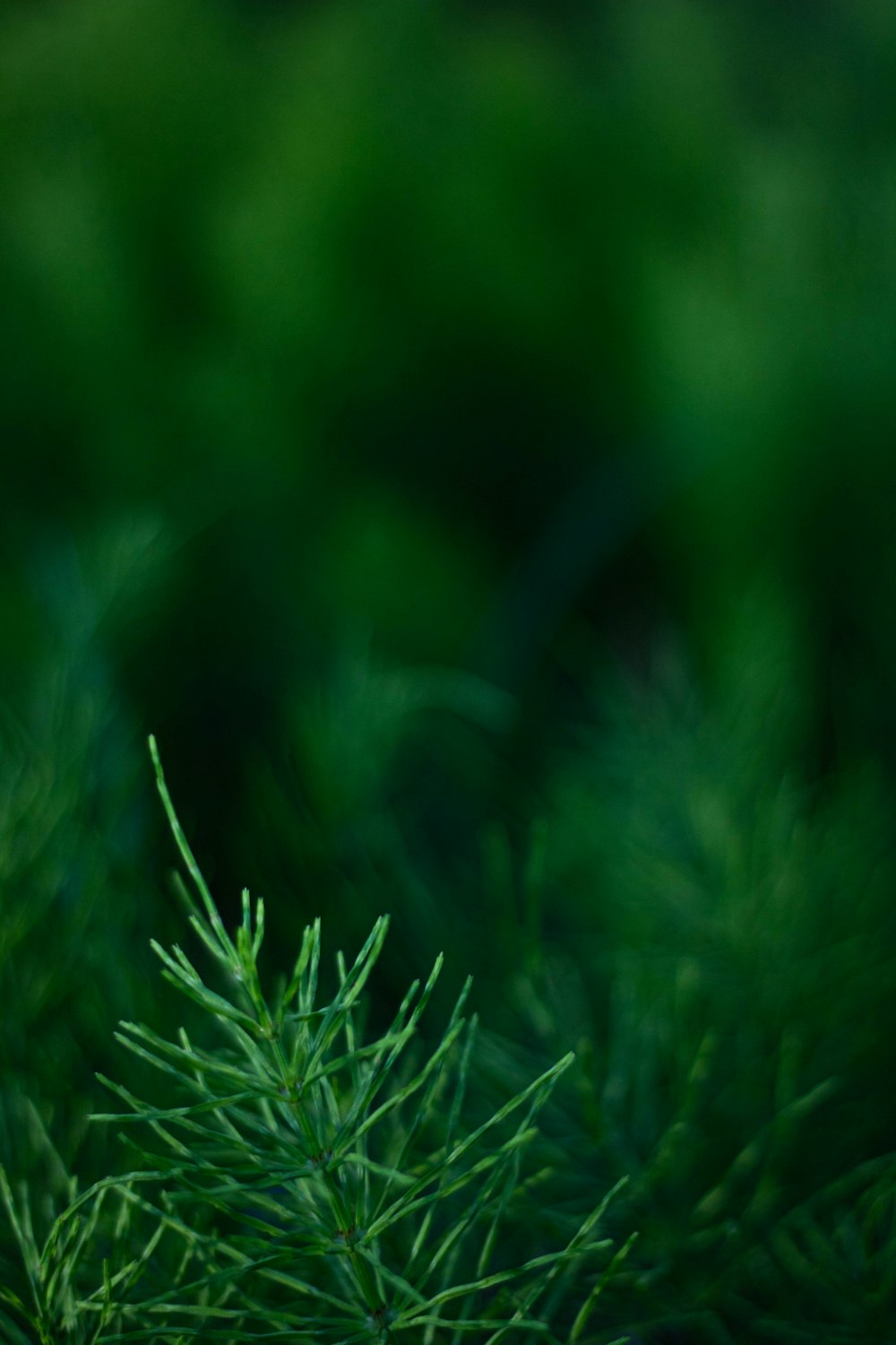 eine Nahaufnahme einer grünen Pflanze mit verschwommenem Hintergrund
