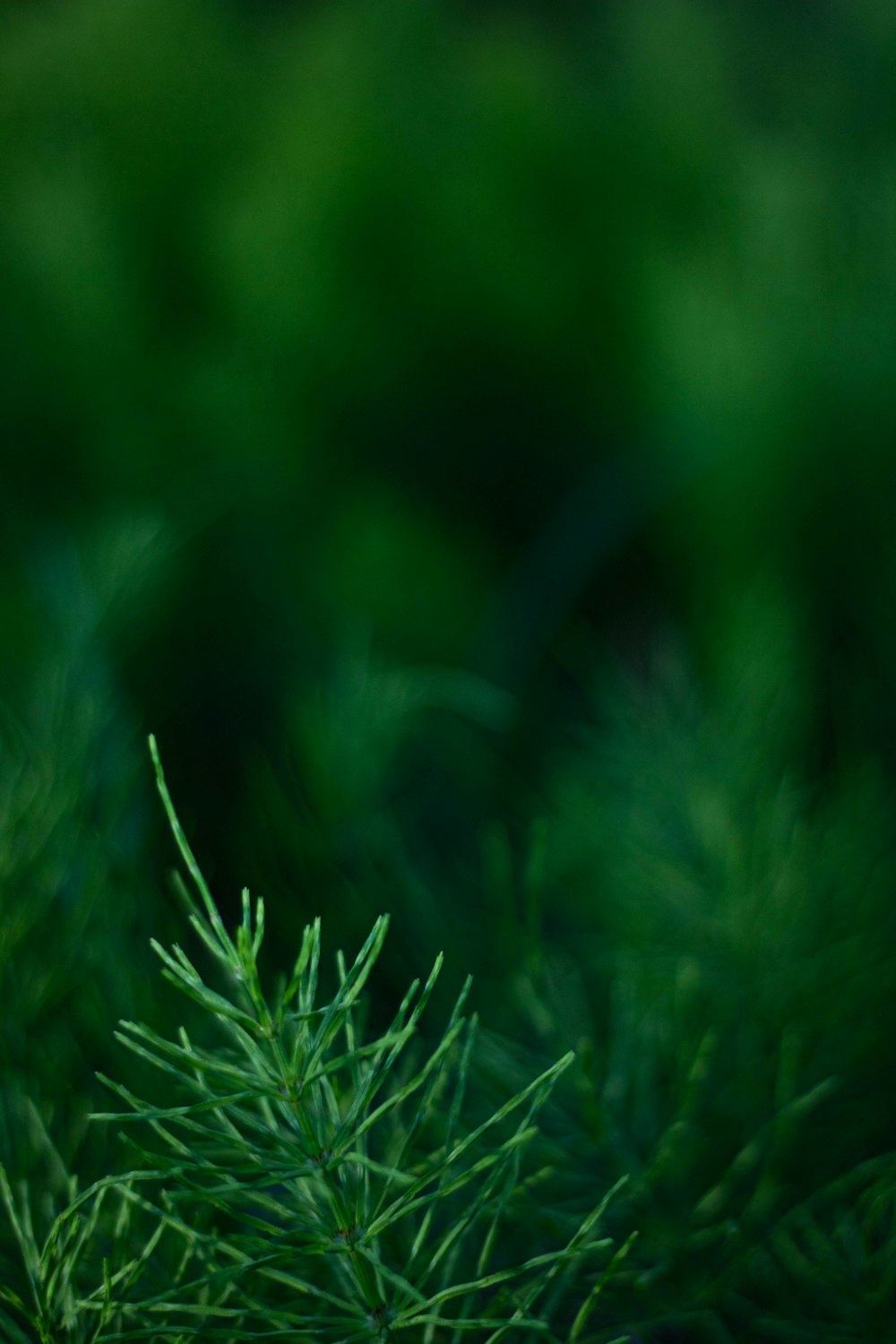 un primer plano de una planta verde con un fondo borroso