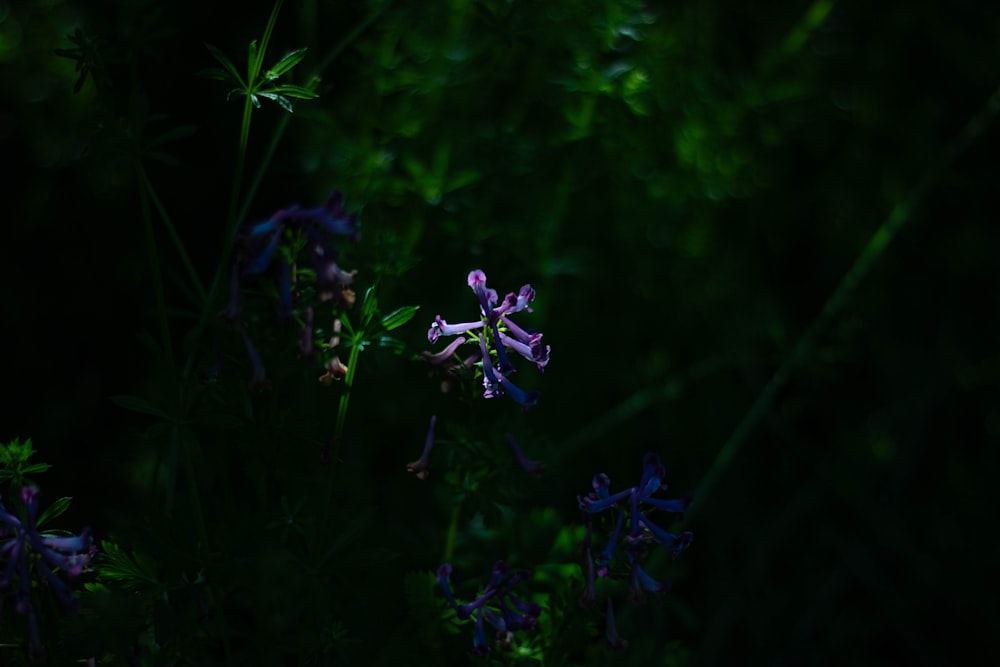a close up of a purple flower in the dark