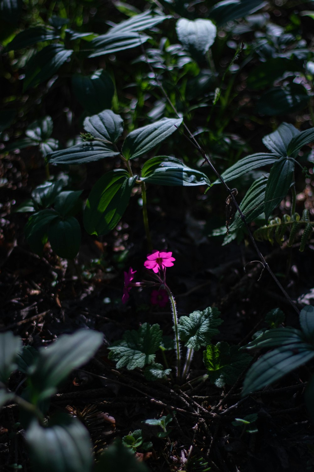 a single pink flower sitting in the middle of a forest