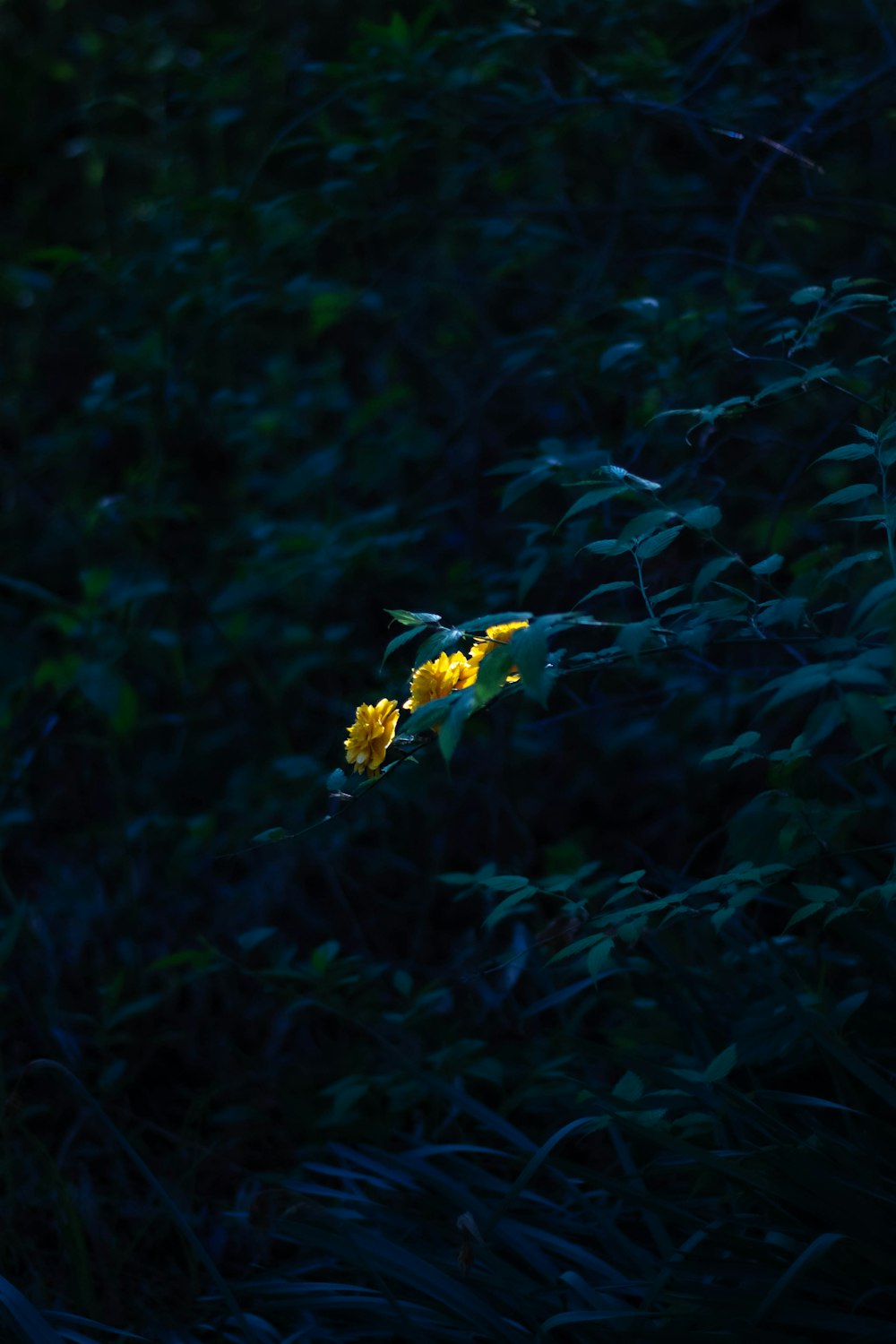 a yellow flower in the middle of a field