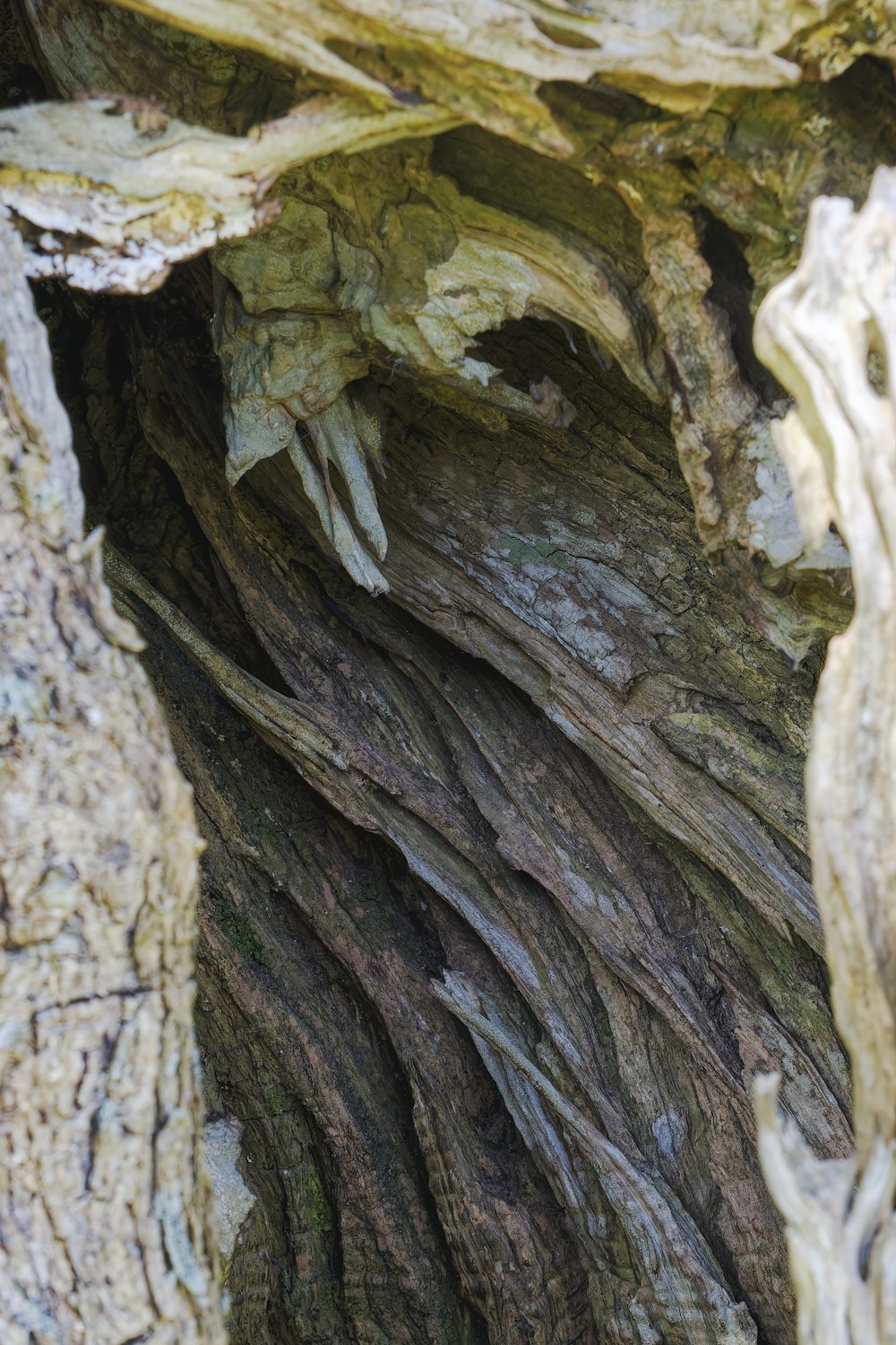 a close up view of a tree trunk