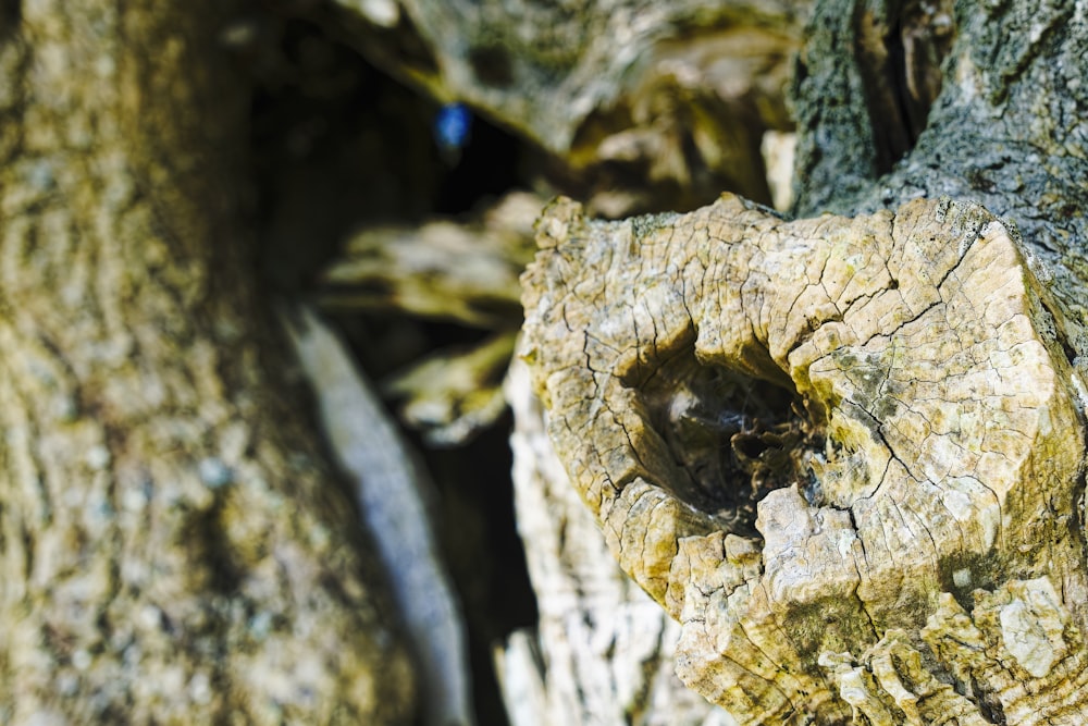 a close up of the bark of a tree