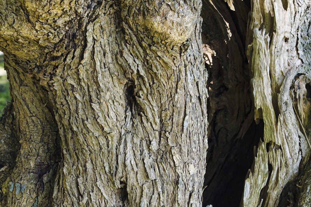 Eine Nahaufnahme der Rinde eines Baumes